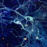 Neuronen